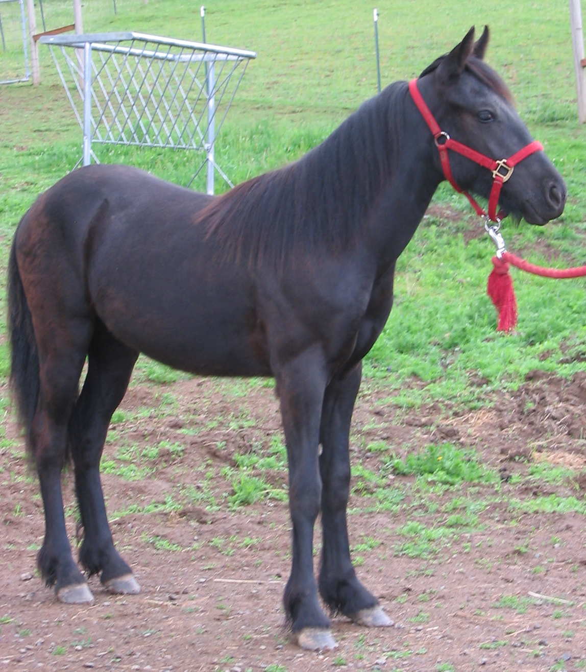 as a yearling